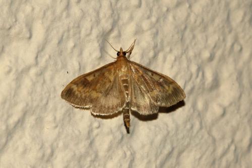 Réf. 188 969 : Ostrinia nubilalis